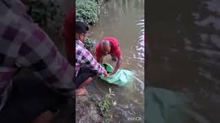 How Big Fish shifted fish fishing fishingvideo fishcatching fishlover [upl. by Helali114]