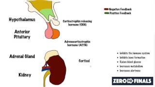 What causes Cushings Syndrome [upl. by Gnas]