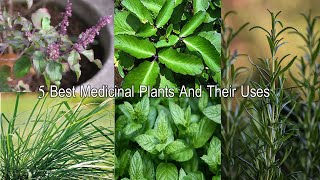 5 औषधीय पौधे  Five Herbs Plant  Must Have Medicinal Plants For Home [upl. by Ahsirahc]