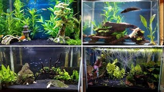 4 EASY Tank Setups for a 20Gallon Aquarium [upl. by Ryle]