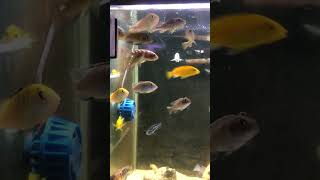 Mbuna Cichlid money familia lovestory cichlid [upl. by Anialem]