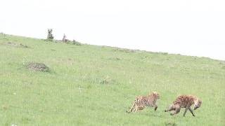 Cheetah for once gets fed up with hyena and chases it away [upl. by Yorke]