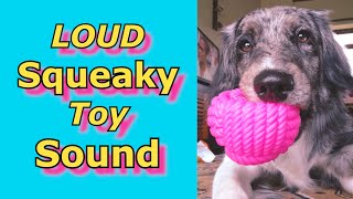 Squeaky Toy Sounds Sounds Dogs React To Sounds that attract dogs prankyourdog squeaky [upl. by Nylhtiak]