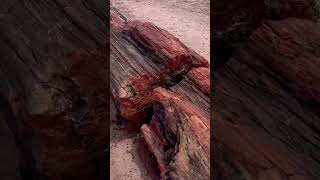 Petrified Tree Petrified Forest National Park Arizona 🌲🏜️🇺🇸 petrifiedwood arizona [upl. by Christianson]