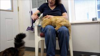 Bobolink orange female cat for adoption at Forget Me Not Animal Shelter [upl. by Leena264]