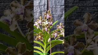 Wangi sultan anggrek Vanda Tessellata Hybrid [upl. by Platt]