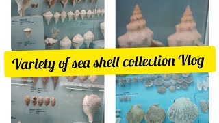 Sea Shell 🐚 collection Vlog India sea shell museum  mamalla tourism series [upl. by Rabkin]