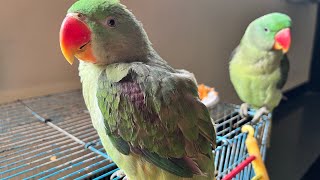 ★SSMM★ is live Parrots 🦜 Favourite 😋Papaya [upl. by Anitsirc]