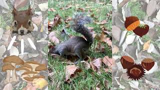 quotSquirrels Mushroom Mishap and Chestnut Hunt From Gagging to TreeTop Feastingquot  Hyde Park [upl. by Publia]