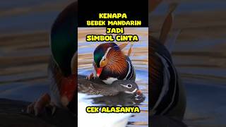 KENAPA BEBEK MANDARIN JADI SIMBOL CINTA ABADI  shortvideo bebek [upl. by Langbehn435]