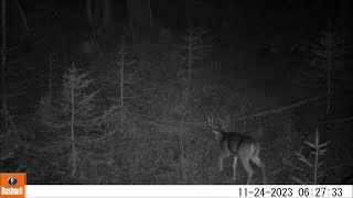 Trail Camera Video Dec 21 2023 [upl. by Anaujd612]