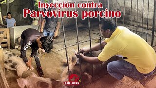 Inyectando contra parvovirus en cerdos  prevención de lechones momias  Granja San Lucas [upl. by Manfred725]