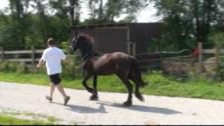 The Training of the Yearlings [upl. by Joelly181]