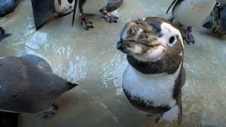 CloseUp With Playful Penguins During Snack Time [upl. by Baumann]