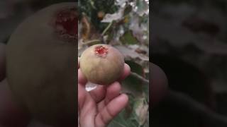 Homegrown figsfarming organicagriculture fig fruit [upl. by Cheadle]