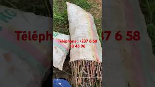 Meilleur Bouture de manioc de u cameroun 237 6 58 18 45 96 [upl. by Akinajnat]