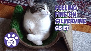 A Hangry Cat Silvervine Sticks A Limping Cat  Lucky Ferals S8 E7  Cat Vlog [upl. by Aken]