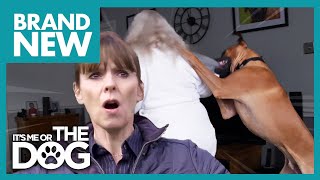 Unruly Rhodesian Ridgeback’s Jumping is Getting Out of Hand  Full Episode [upl. by Anialed829]