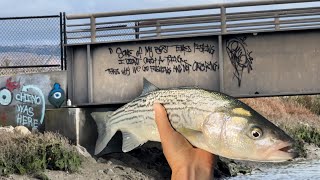 Fishing Bay Area Wetlands for late Fall Striped Bass [upl. by Llenrod]