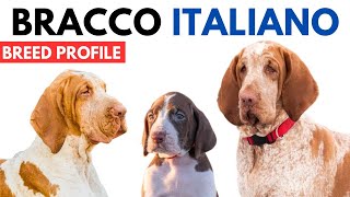 Bracco Italiano Dog Breed Profile History  Price  Traits  Bracco Italiano Grooming Needs [upl. by Aihseyn]