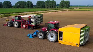 Knolselderij planten  Planting Celeriac  Case IH  Ferrari Growtech  Knollensellerie pflanzen [upl. by Annahavas]