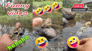 Catching frog funny make you laugh  funny animal video live  funny frog jumping short [upl. by Venetia]