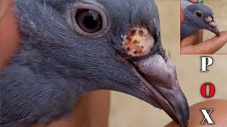 Pigeon Pox Treatment 😱😱 [upl. by Nirrek]