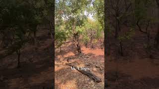 ranthambhoretigerreserve wildlife 🐅🐅🦚🐊 viralshorts viralvideos viralreels [upl. by Alejo]