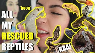 All My Rescued Reptiles In One Video  Meet My Rescues [upl. by Akemrehs]