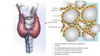 Metabolismo del calcio y fósforo 2021 [upl. by Zaid]