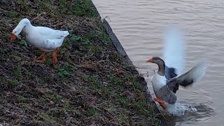 Group of domestic geese [upl. by Nehgem]