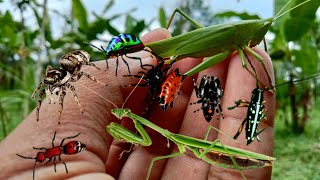 hunt in the habitat of jumping spiders jewel beetles longhorned beetlesred velvet ant [upl. by Barth308]