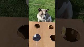 I Made Easy DIY Game For My Dog [upl. by Jermyn]