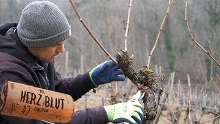 Sanfter Rebschnitt und mehr  mit Herzblut zum Wein Vlog 47 [upl. by Otho]