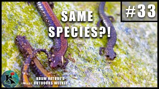 Polymorphism in the RedBacked Salamander Plethodon cinereus  KNOW 33 [upl. by Ozkum767]