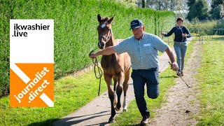 Jaarmarkt Lochristi met Belgisch trekpaarden BWP en kleinvee  journalistdirect Dirk De Seranno [upl. by Aisined]