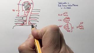 Anatomía general de las ramas de la aorta [upl. by Leviralc]