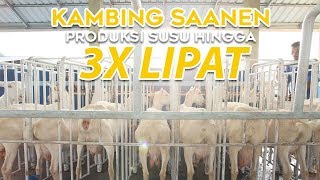 Kambing Saanen 3 Kali Lipat Produksi Susu [upl. by Dikmen]