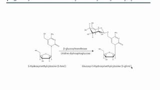 Global and locus specific 5hydroxymethylcytosine detection and quantification [upl. by Eustasius833]