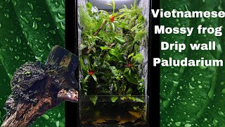 Vietnamese mossy frog dripwall my first video [upl. by Sej69]