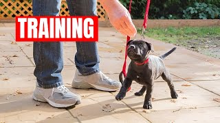 How To Train Staffy Puppy Staffordshire Bull Terrier Training [upl. by Suiradel82]