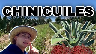 Así se RECOLECTA el CHINICUIL en TLAXCALA 🐛  Magueyal en CALPULALPAN [upl. by Atreb]