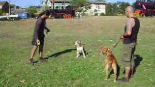 American pit bull ejercicio de quieto con distracciones [upl. by Nnyleimaj]