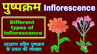 Inflorescence  Inflorescence in hindi  Types of inflorescence plants Morphology  biology science [upl. by Nirej183]