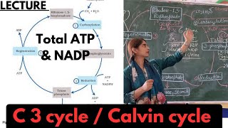 Calvin cycle  C3 pathway  total ATP synthesis easiest explanation  XI biology NEET [upl. by Eittod]