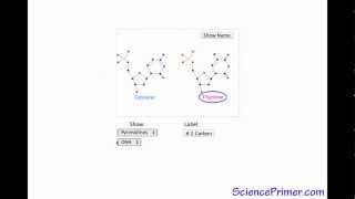 Pyrimidine Base  SciencePrimer video glossary [upl. by Martguerita]