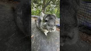 Chinchilla 5’s theoffice cute chinchilla animalshorts funnyanimals funnyvideo funnyshorts [upl. by Augustus]