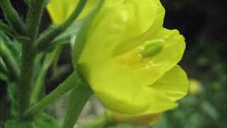 Evening Primrose Oenothera biennis for inflammation Healthy Heart Healthy Skin and More [upl. by Arrac902]