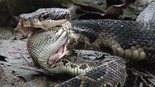 Cottonmouth vs Rattlesnake 02  Cottonmouth Kills amp Eats Rattlesnake  Time Lapse [upl. by Shaina]