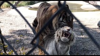 Male tiger attempting to mate with white female [upl. by Ellehcrad980]